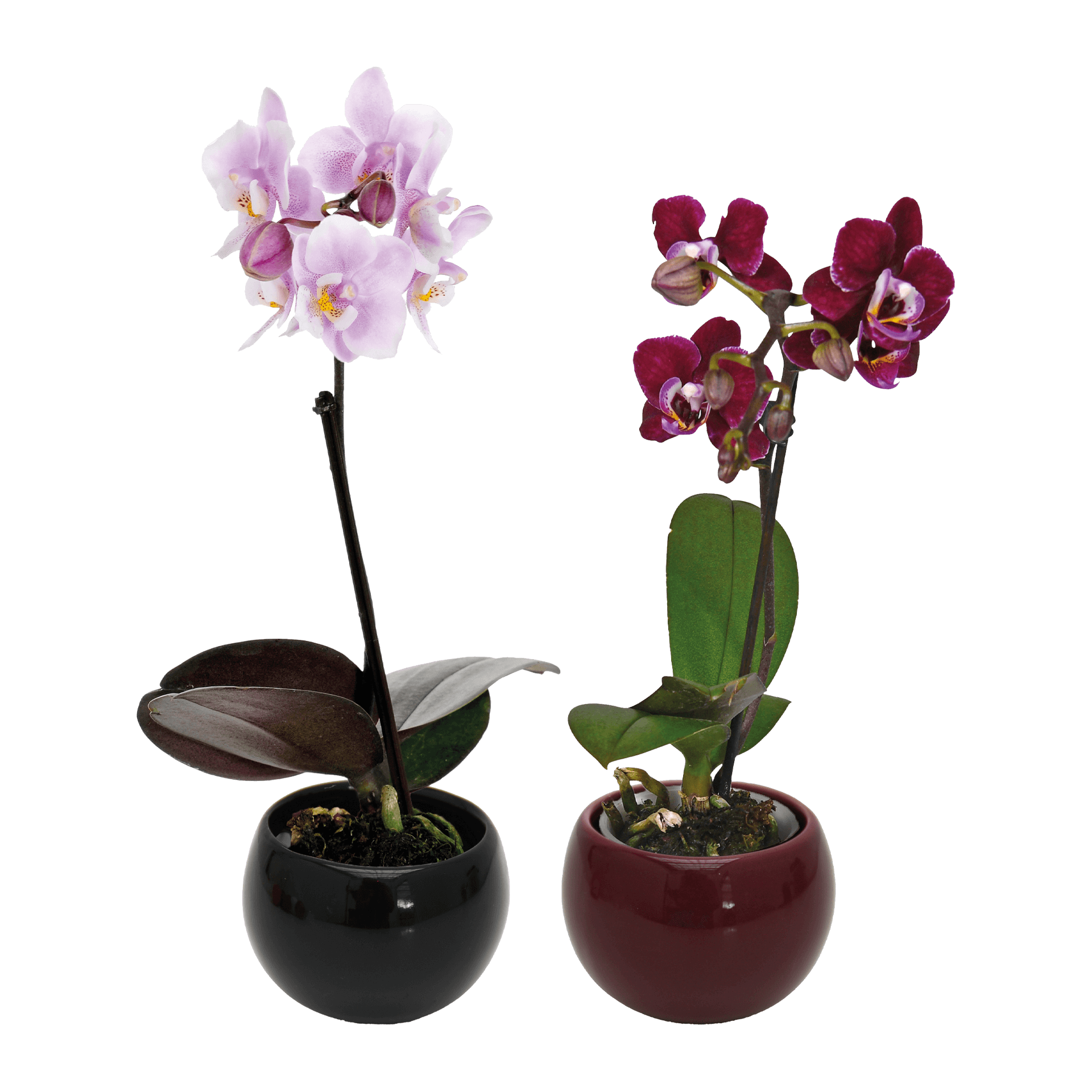 Mini Orquídea